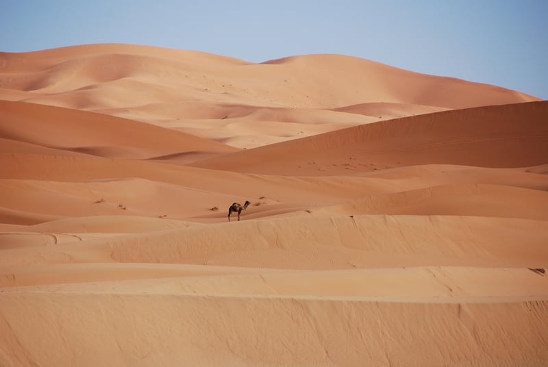 Desert Oasis